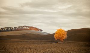 Preview wallpaper tree, autumn, field, horizon