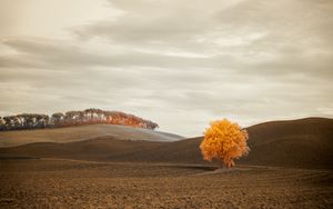 Preview wallpaper tree, autumn, field, horizon