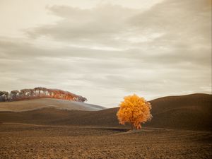 Preview wallpaper tree, autumn, field, horizon