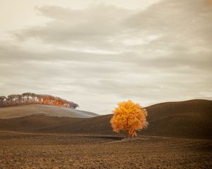 Preview wallpaper tree, autumn, field, horizon