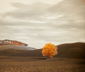 Preview wallpaper tree, autumn, field, horizon