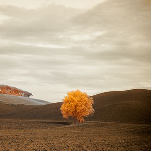 Preview wallpaper tree, autumn, field, horizon