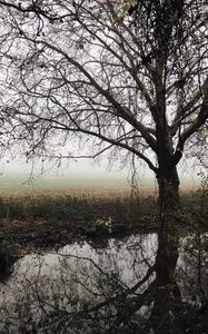 Preview wallpaper tree, autumn, fog, river, foliage, fallen, melancholy