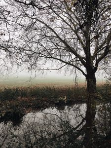 Preview wallpaper tree, autumn, fog, river, foliage, fallen, melancholy