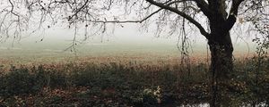 Preview wallpaper tree, autumn, fog, river, foliage, fallen, melancholy