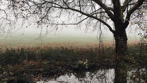 Preview wallpaper tree, autumn, fog, river, foliage, fallen, melancholy