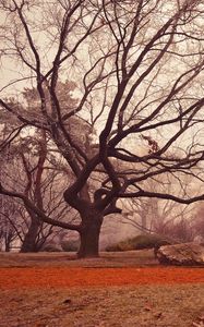 Preview wallpaper tree, autumn, foliage