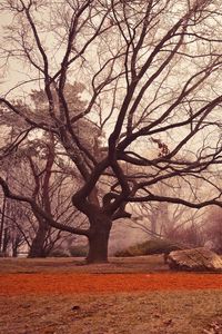 Preview wallpaper tree, autumn, foliage