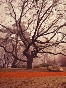 Preview wallpaper tree, autumn, foliage