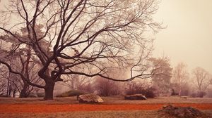 Preview wallpaper tree, autumn, foliage