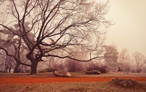 Preview wallpaper tree, autumn, foliage