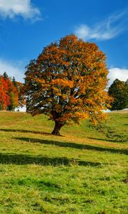 Preview wallpaper tree, autumn, forest, idyll