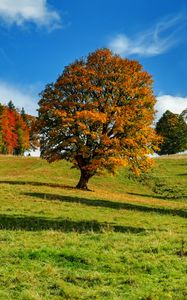 Preview wallpaper tree, autumn, forest, idyll