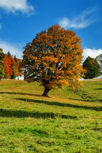 Preview wallpaper tree, autumn, forest, idyll