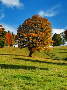 Preview wallpaper tree, autumn, forest, idyll