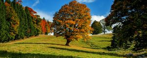 Preview wallpaper tree, autumn, forest, idyll