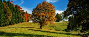 Preview wallpaper tree, autumn, forest, idyll