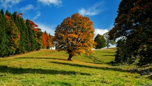 Preview wallpaper tree, autumn, forest, idyll