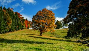 Preview wallpaper tree, autumn, forest, idyll