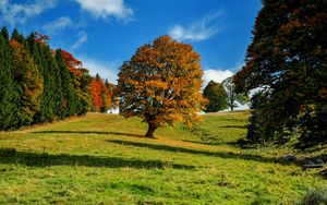 Preview wallpaper tree, autumn, forest, idyll