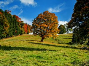 Preview wallpaper tree, autumn, forest, idyll