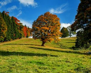 Preview wallpaper tree, autumn, forest, idyll