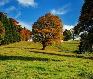 Preview wallpaper tree, autumn, forest, idyll