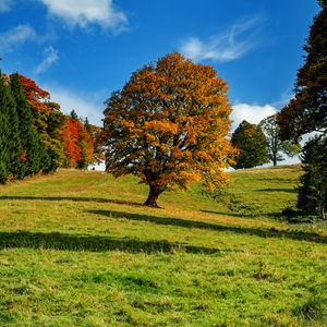 Preview wallpaper tree, autumn, forest, idyll