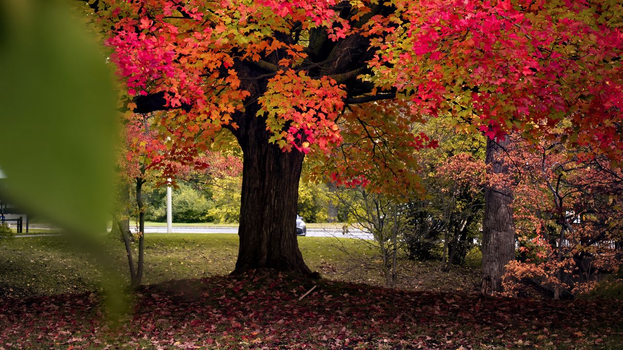 Wallpaper tree, autumn, landscape, fallen leaves, nature