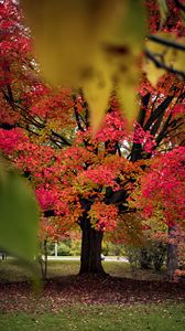 Preview wallpaper tree, autumn, landscape, fallen leaves, nature