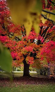 Preview wallpaper tree, autumn, landscape, fallen leaves, nature