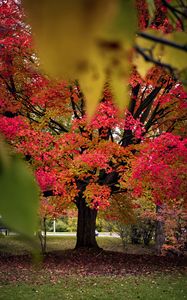 Preview wallpaper tree, autumn, landscape, fallen leaves, nature