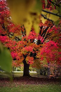 Preview wallpaper tree, autumn, landscape, fallen leaves, nature