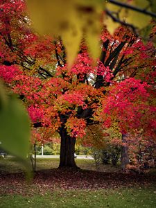 Preview wallpaper tree, autumn, landscape, fallen leaves, nature