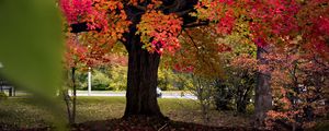 Preview wallpaper tree, autumn, landscape, fallen leaves, nature