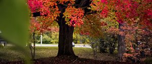 Preview wallpaper tree, autumn, landscape, fallen leaves, nature