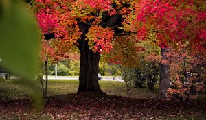 Preview wallpaper tree, autumn, landscape, fallen leaves, nature