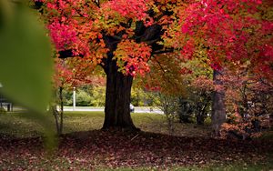 Preview wallpaper tree, autumn, landscape, fallen leaves, nature