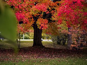 Preview wallpaper tree, autumn, landscape, fallen leaves, nature