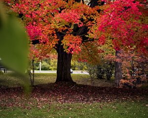 Preview wallpaper tree, autumn, landscape, fallen leaves, nature