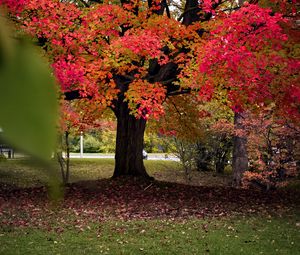 Preview wallpaper tree, autumn, landscape, fallen leaves, nature