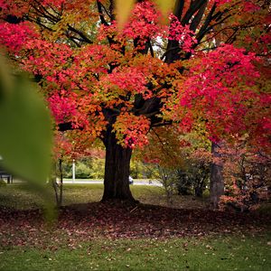 Preview wallpaper tree, autumn, landscape, fallen leaves, nature