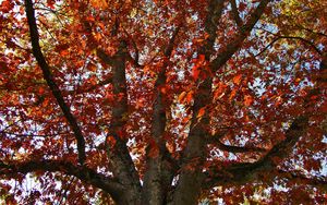 Preview wallpaper tree, autumn, leaves, dry