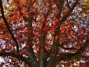 Preview wallpaper tree, autumn, leaves, dry