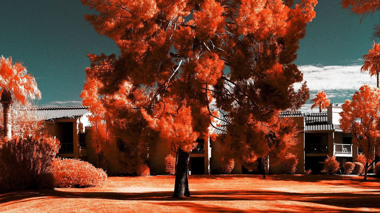 Wallpaper tree, autumn, photoshop, bright, grass