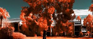 Preview wallpaper tree, autumn, photoshop, bright, grass