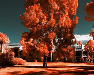 Preview wallpaper tree, autumn, photoshop, bright, grass