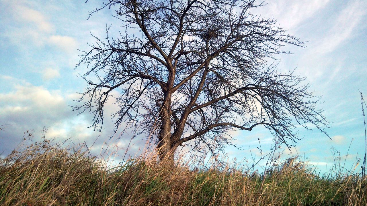 Wallpaper tree, autumn, wind, grass, sky