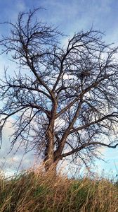 Preview wallpaper tree, autumn, wind, grass, sky