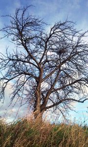 Preview wallpaper tree, autumn, wind, grass, sky